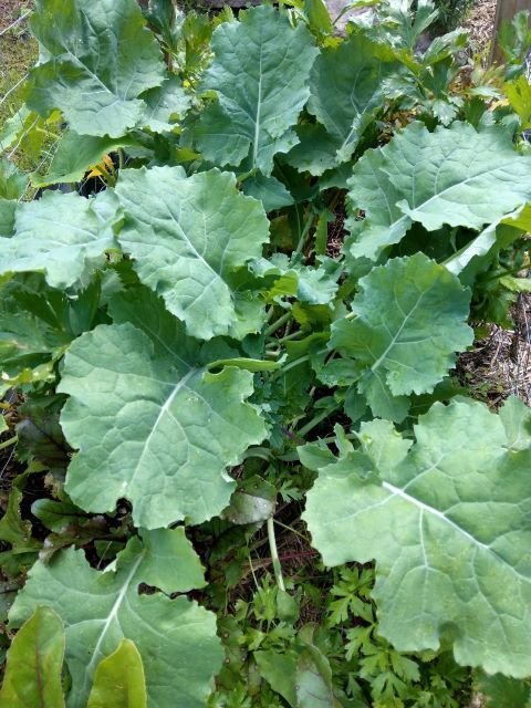Kale Growing in the Garden - Planting, Caring and Harvesting Kale