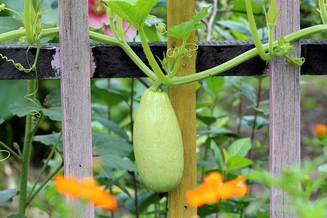 Growing Zucchini Vertically on a Trellis