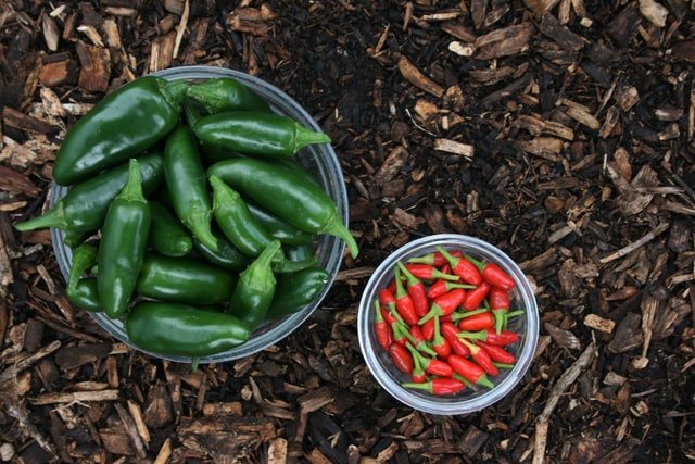 Harvesting Jalapeno Peppers