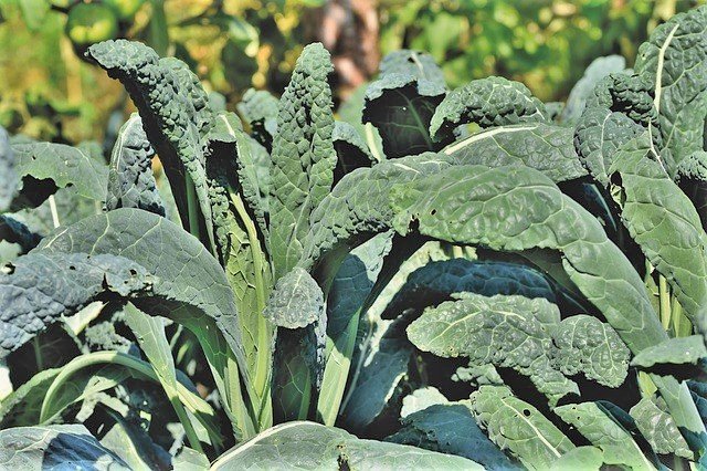 How to Grow Kale at Home - Planting, Caring and Harvesting Kale