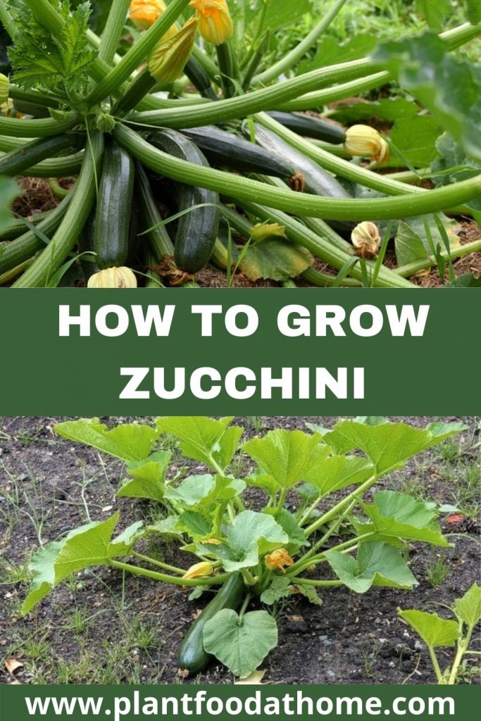 How to Grow Zucchini