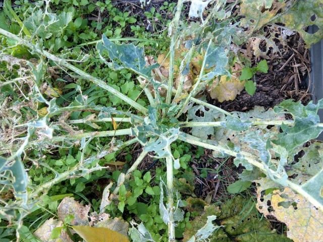 Kale Plant Eaten by Pests - Cabbage worms
