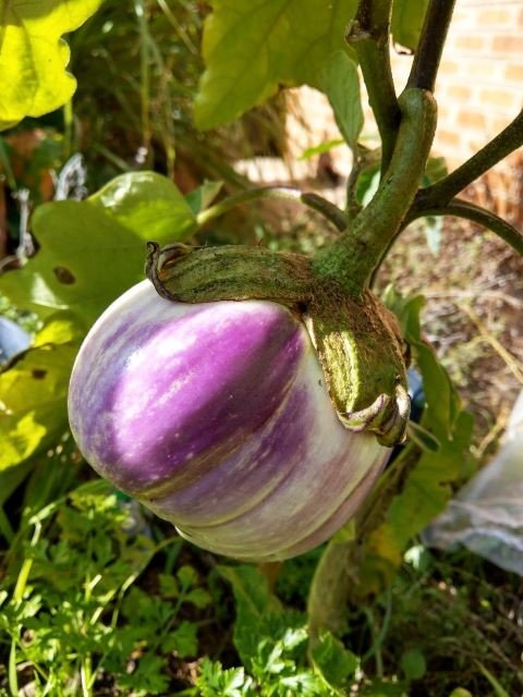 Rosa Bianca Eggplant Growing in the Garden