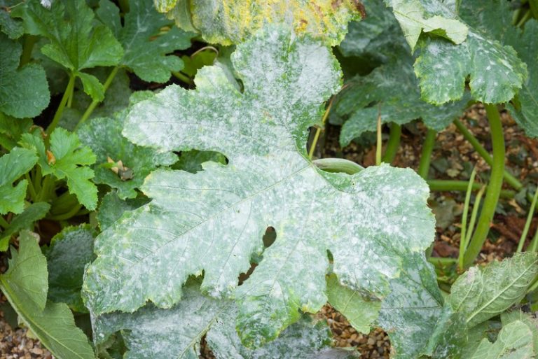 12 Zucchini Plant Diseases And How To Fix Them Plant Food At Home