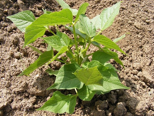 Bush Bean Variety - How to Grow Beans