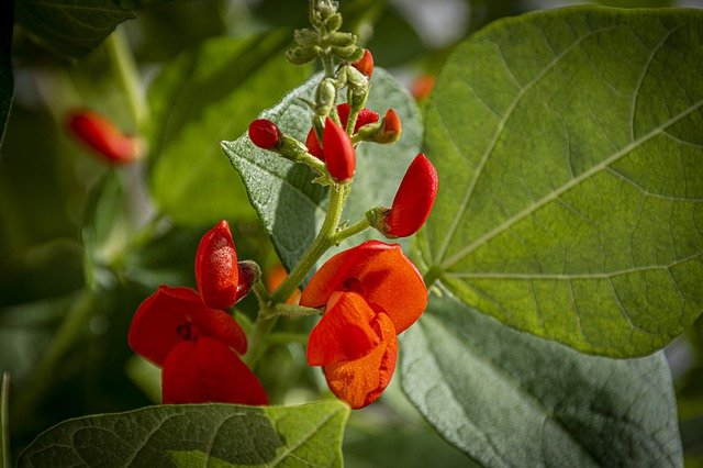 Close up of Bean Plant in Flower - How to Grow Beans