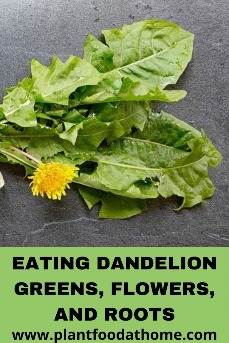 Tips For Eating Dandelion Greens, Flowers and Roots