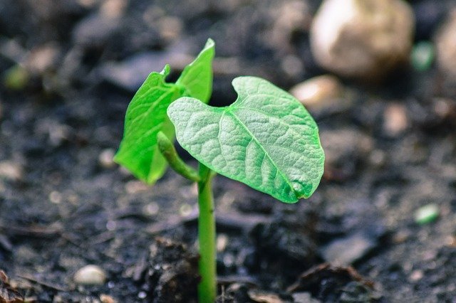 Growing Beans from Seed - Young Spouted Bean Seedling