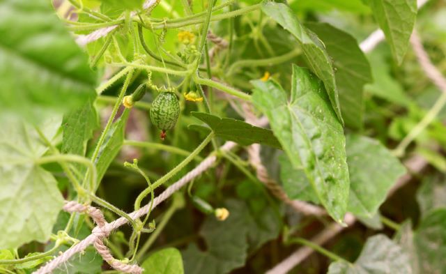 How to Grow Cucamelons Melothria scabra