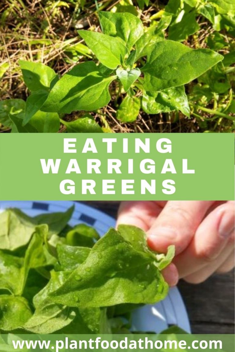 Eating Warrigal Greens Cooking and Recipes Ideas