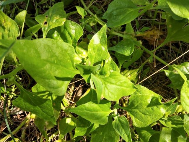 Foraging Warrigal Greens or you can Grow your own Warrigal Greens