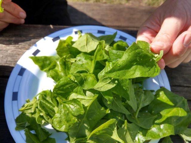 Preparing Warrigal Greens for Eating