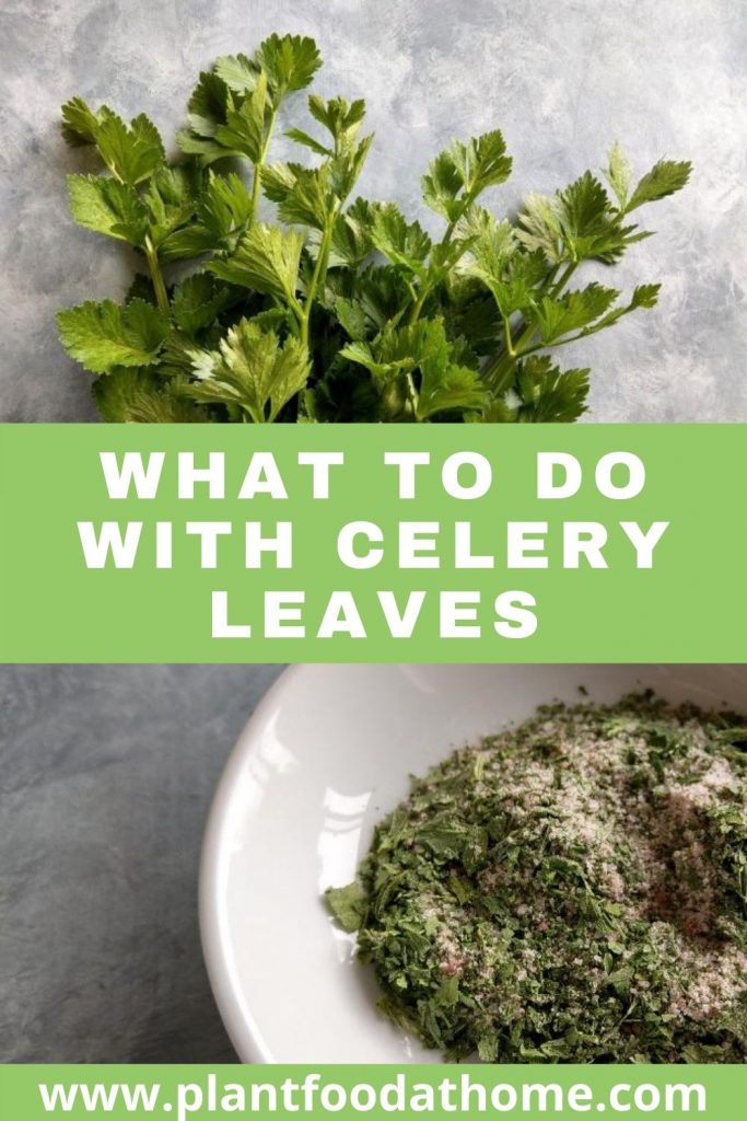 What to do With Celery Leaves