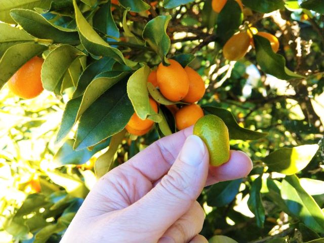 Why is My Kumquat Tree Dropping Fruit And How To Fix It - holding a dropped kumquat