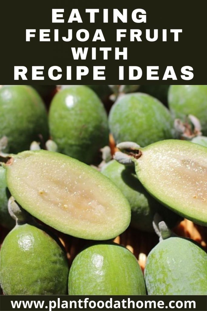 Eating Feijoa Fruit with Recipe Ideas