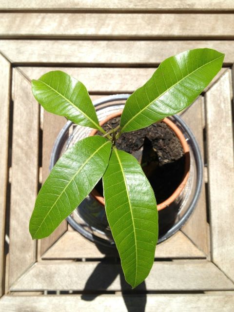 How To Grow A Mango From Seed and by Grafting - Potted Mango Tree