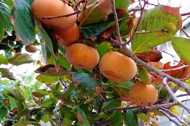 How to Grow a Persimmon Tree with Delicious Persimmon Fruit
