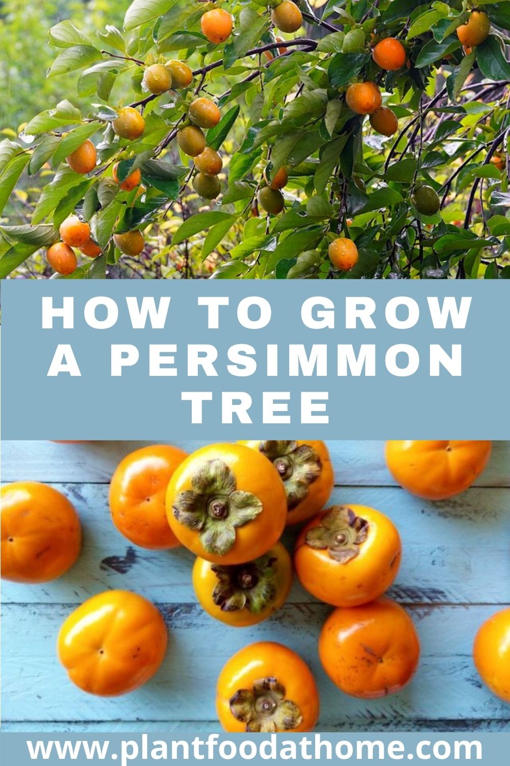 How to Grow a Persimmon Tree for Delicious Persimmon Fruit
