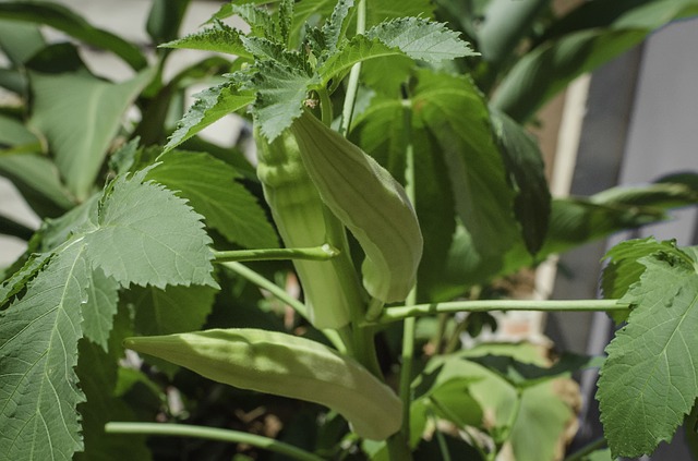Okra Plant - How to Grow Okra