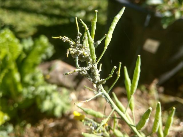 Aphid attack in the Vegetable Garden - Can you Eat Rosemary with Yellow Spots