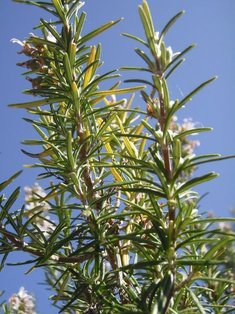 Can You Eat Rosemary With Yellow 