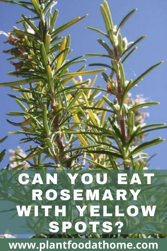 Can You Eat Rosemary With Yellow Spots - Find the Answer