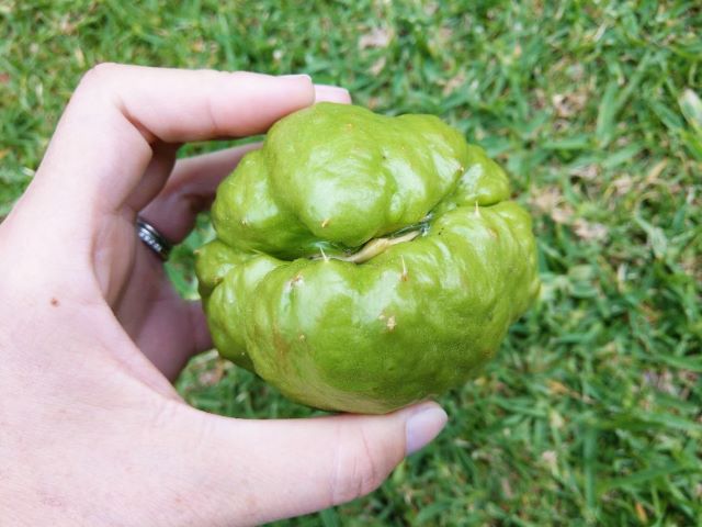 Chayote Starting To Sprout - How to Grow Chayote Squash Choko