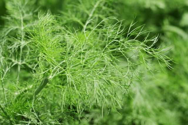Fennel Leaves - Cooking and Eating Fennel