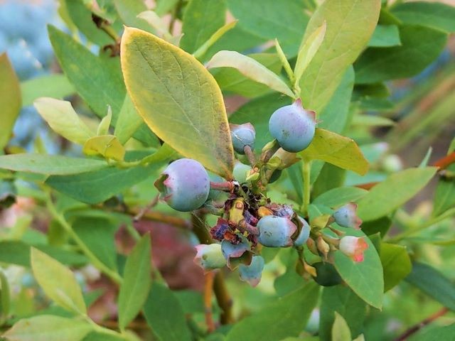 Ripening Blueberries - How to Grow Blueberries