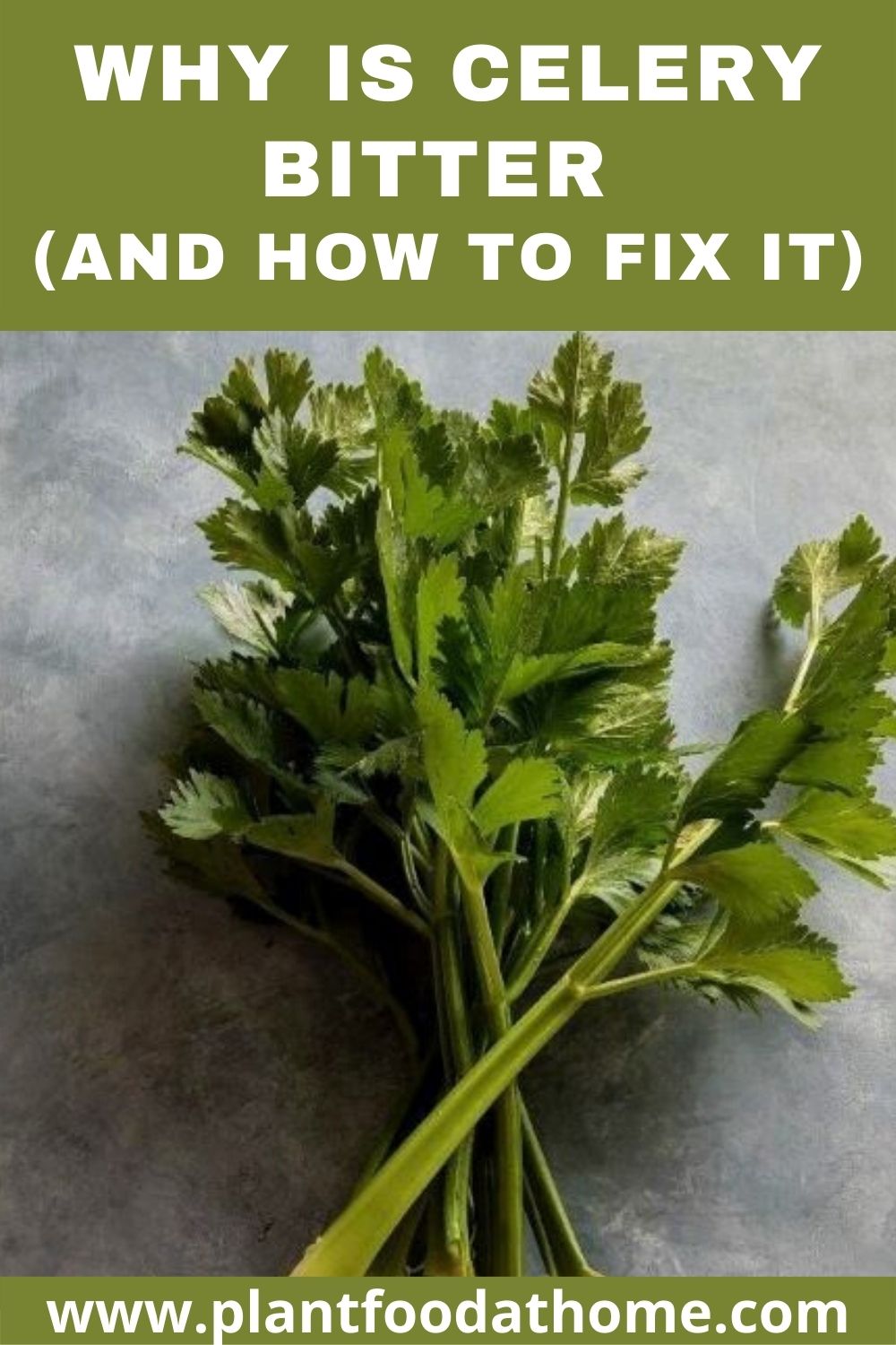 Why is Celery Bitter (And How to Fix It) Plant Food At Home