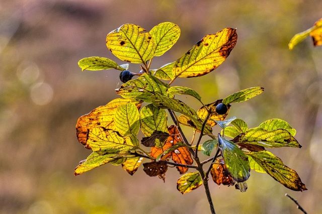 Why is my Blueberry Bush Dying - Causes and Solutions