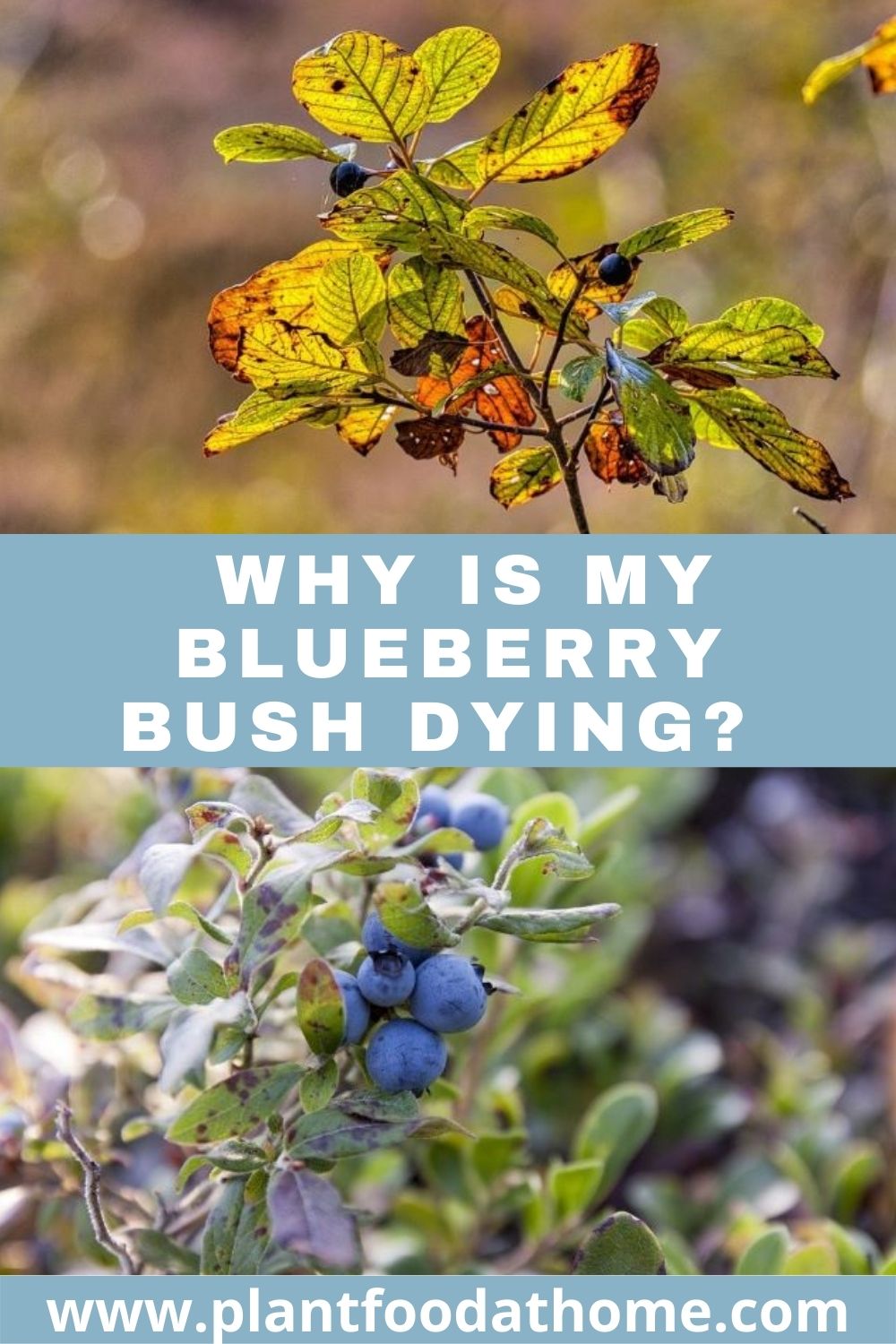 Why Is My Blueberry Bush Dying? (Causes and Solutions)