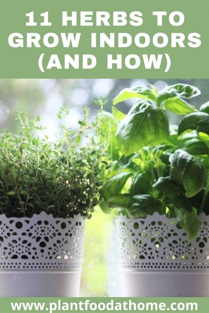 11 Herbs to Grow Indoors and How to Grow Them