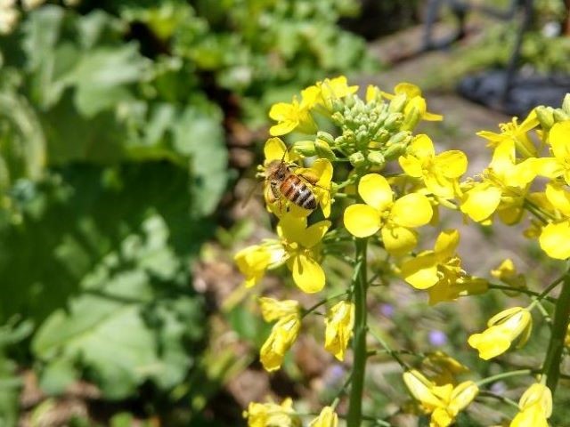 Broccoli Flowers Attract Bees - Why is My Broccoli Flowering
