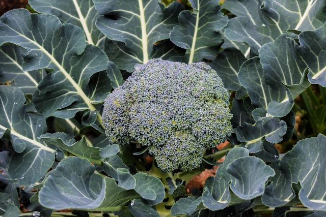 Broccoli Plant - Eating Broccoli Leaves and Flowers with Recipes
