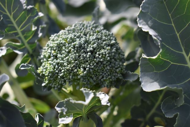 Broccoli Plant - Why is My Broccoli Flowering