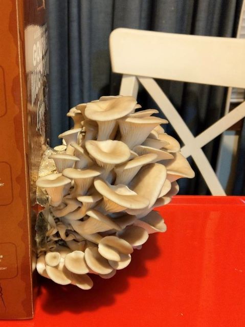 Growing Oyster Mushrooms - Best Mushroom Growing Kits and Growing Tips