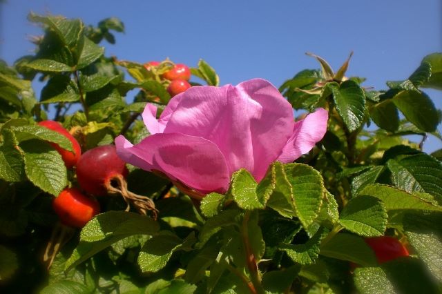 Growing Roses for Hips