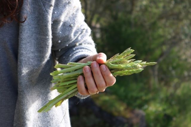 Harvesting Asparagus - Asparagus Not Coming Up