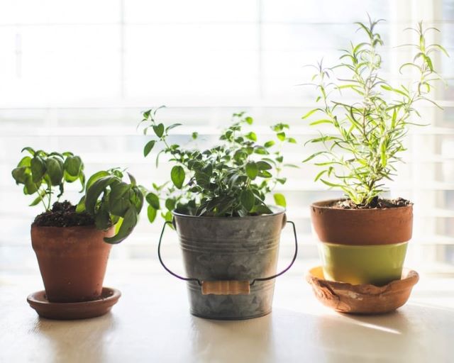 Herbs to Grow Indoors and How to Grow Them