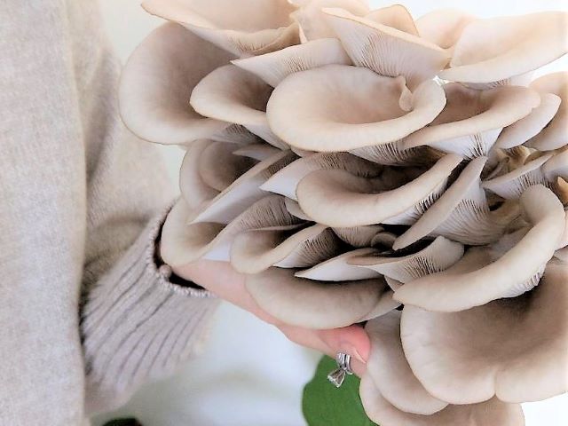 Homegrown Oyster Mushrooms from Oyster Mushroom Growing Kit