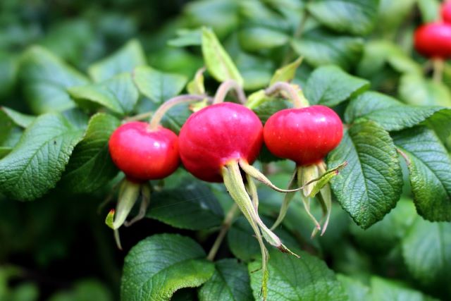 Rose Hips - Grow Guide for Edible Rose Hips
