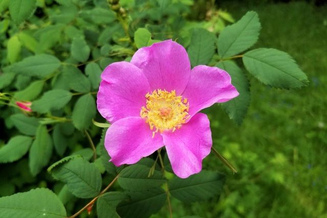 Rugosa Rose - Growing Roses for Hips