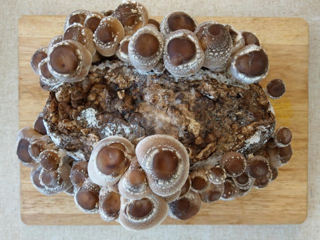 Shiitake Mushrooms Ready to Harvest - Best Mushroom Growing Kits and Growing Tips