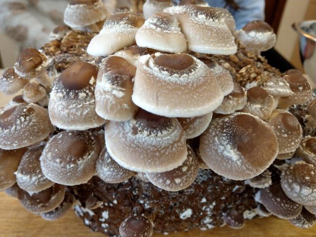 Shiitake Mushrooms from a Grow Kit - Best Mushroom Growing Kits and Growing Tips
