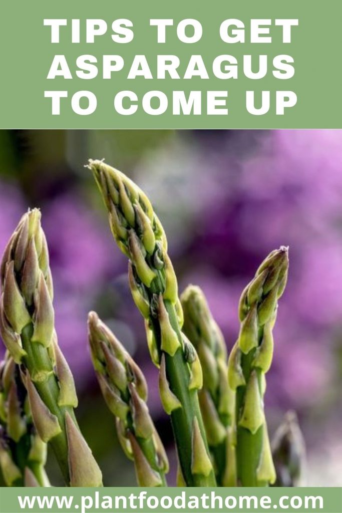 Tips to get Asparagus to Come Up