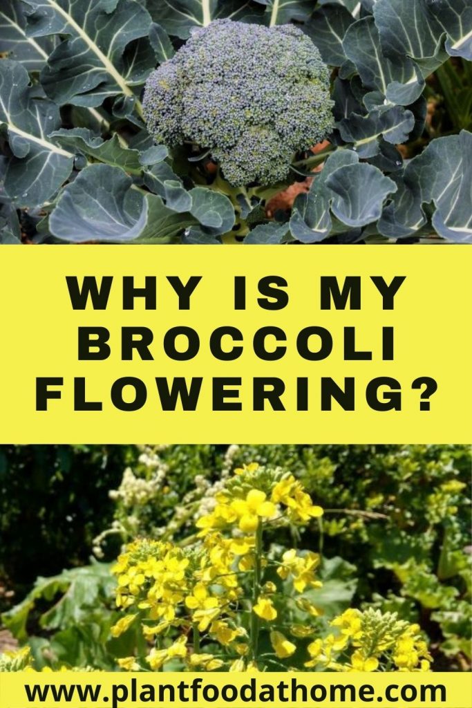 Why Is My Broccoli Flowering