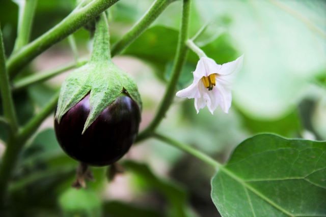 Why is my Eggplant Flowering But No Fruit - Eggplant Fruit and Flower