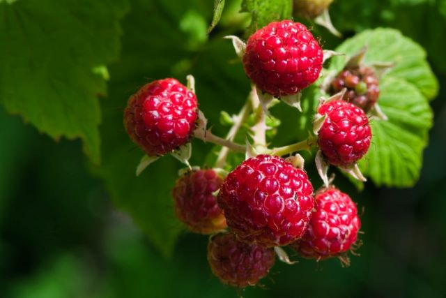 Why Is My Raspberry Plant Dying Causes and Solutions - Healthy Plant