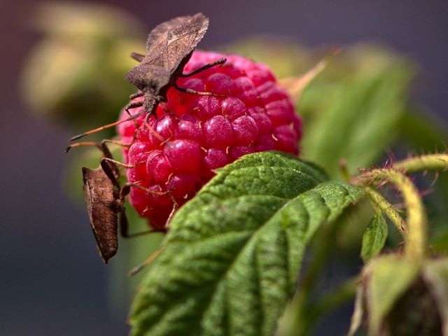 Why Is My Raspberry Plant Dying Causes and Solutions - Pests